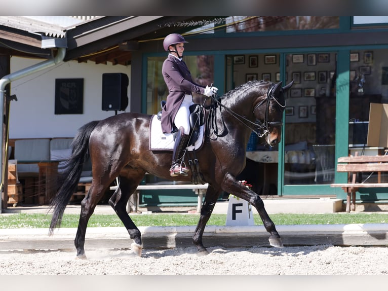 Trakehner Hongre 10 Ans 175 cm Bai brun in Oisnitz
