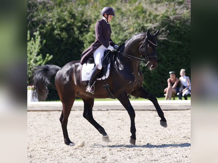 Trakehner Hongre 10 Ans 175 cm Bai brun in Oisnitz