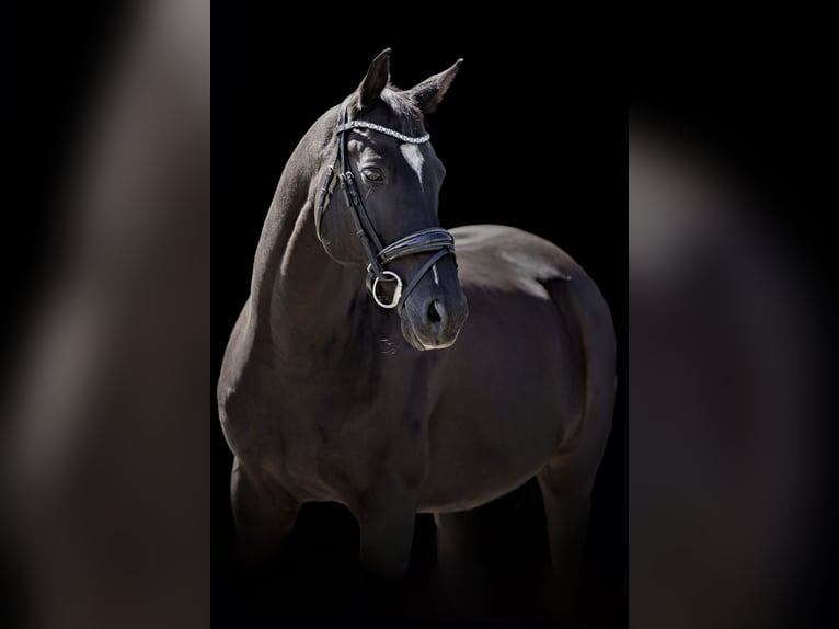 Trakehner Hongre 11 Ans 162 cm Noir in Sződliget