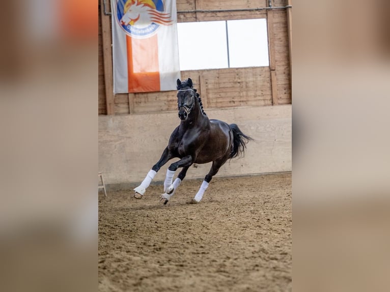 Trakehner Hongre 11 Ans 163 cm Bai brun in Waldbrunn (Westerwald)