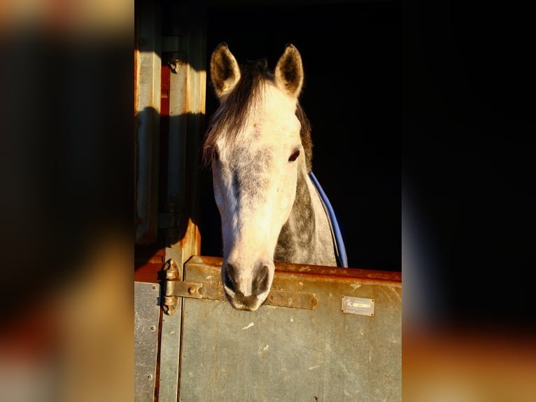 Trakehner Hongre 11 Ans 167 cm Gris pommelé in Henstedt-Ulzburg