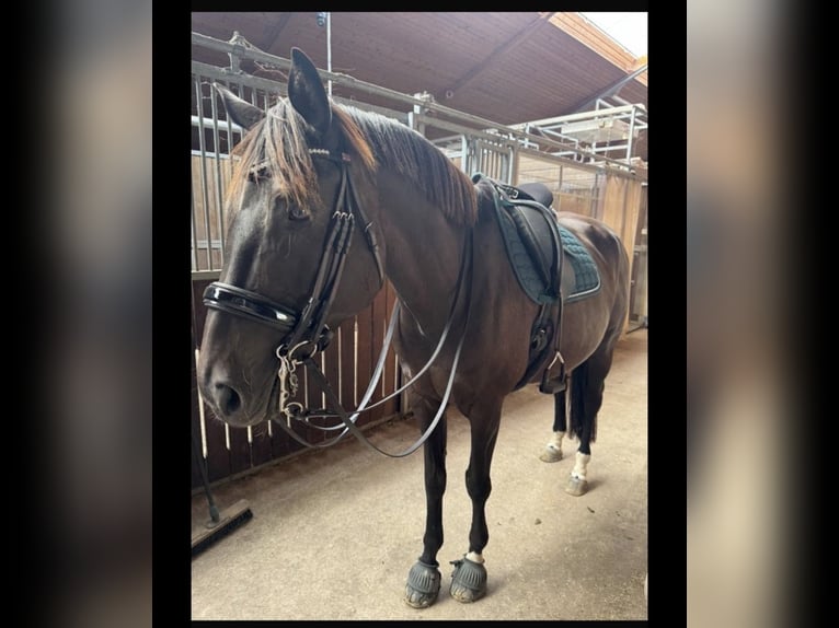 Trakehner Hongre 11 Ans 170 cm Bai brun in Lamerdingen