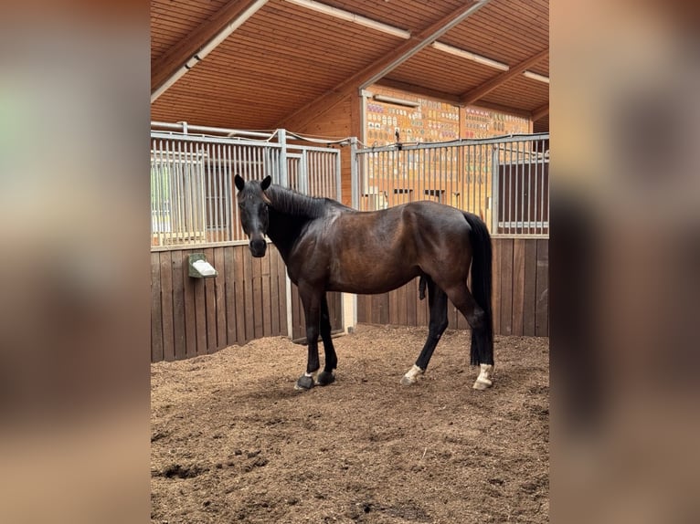 Trakehner Hongre 11 Ans 170 cm Bai brun in Langenneufnach