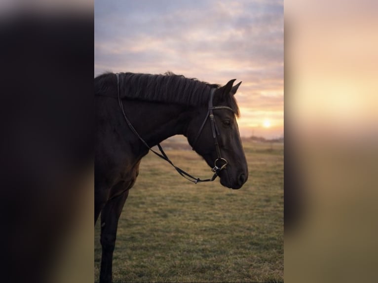 Trakehner Hongre 11 Ans 175 cm Noir in Obersöchering