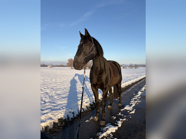 Trakehner Hongre 11 Ans 175 cm Noir in Obersöchering