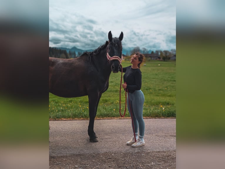 Trakehner Hongre 11 Ans 175 cm Noir in Obersöchering