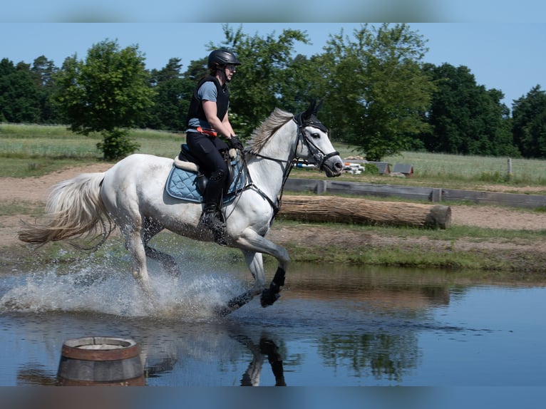 Trakehner Hongre 12 Ans 158 cm Gris in Norderstedt