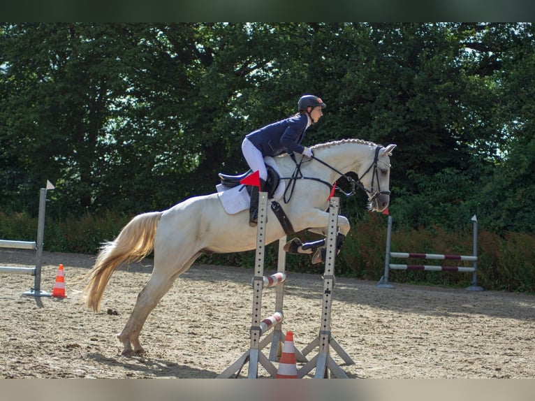 Trakehner Hongre 12 Ans 158 cm Gris in Norderstedt