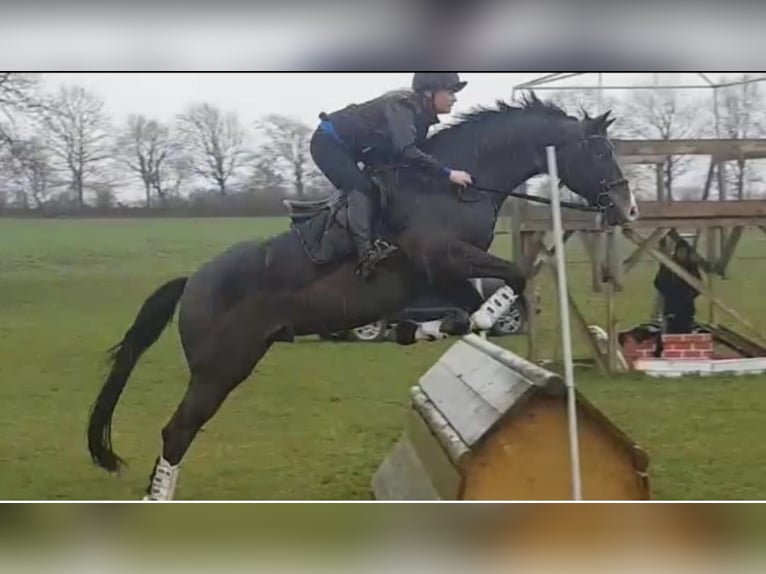 Trakehner Hongre 12 Ans 167 cm Bai brun in Kiel