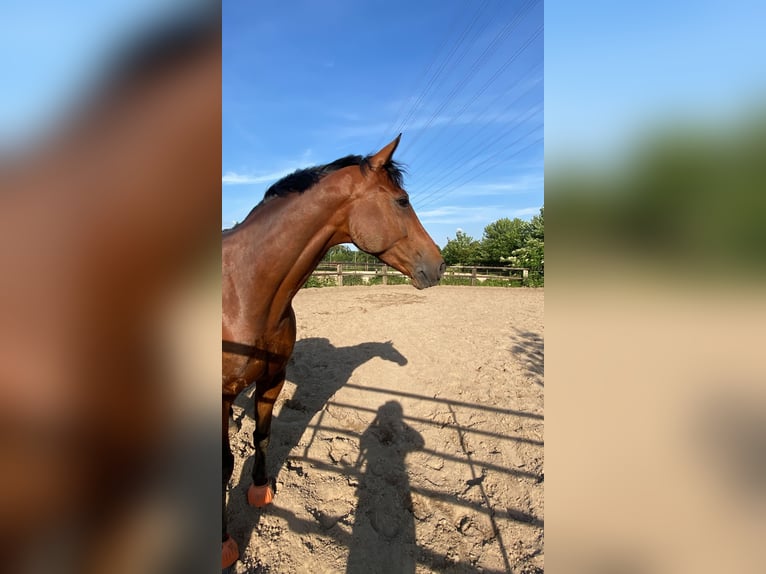 Trakehner Hongre 12 Ans 170 cm Bai in Hamburg