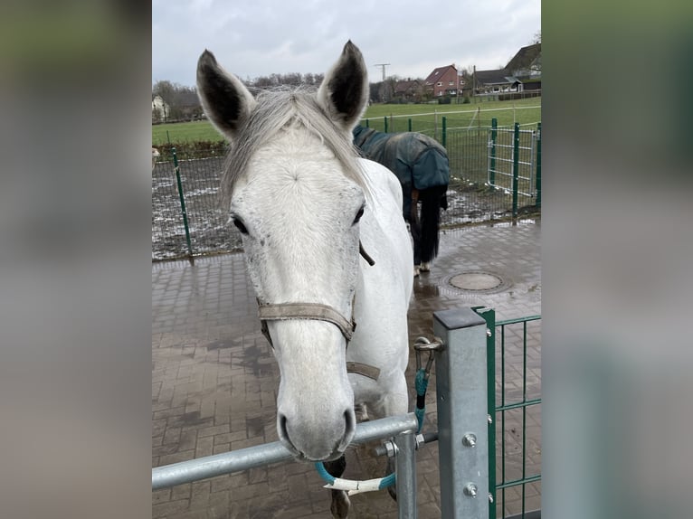 Trakehner Hongre 12 Ans 170 cm Gris in Hamm