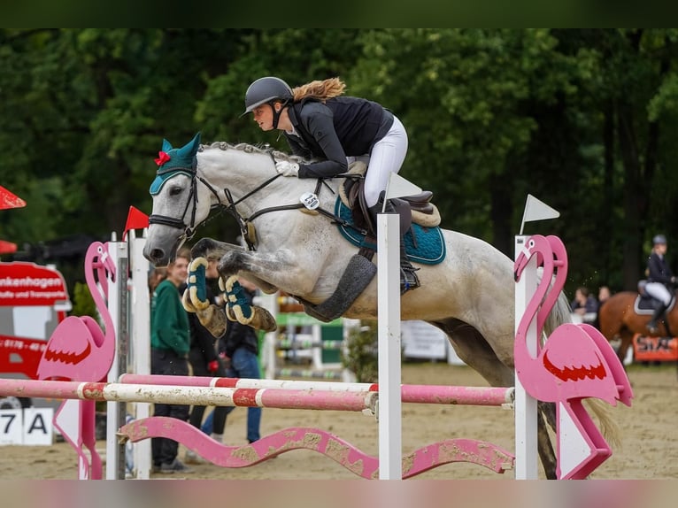 Trakehner Hongre 12 Ans 170 cm Gris in Hamm