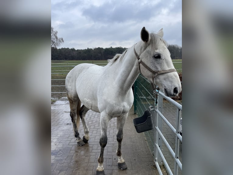 Trakehner Hongre 12 Ans 170 cm Gris in Hamm