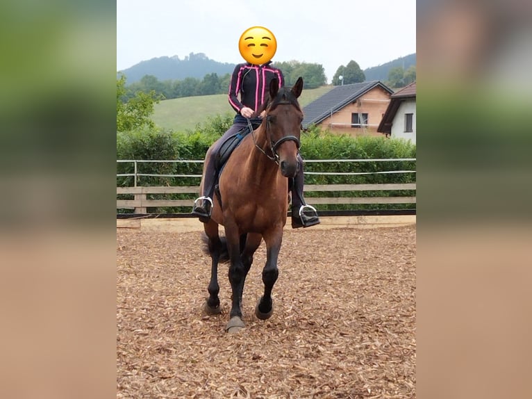 Trakehner Hongre 12 Ans 173 cm Bai in Brnířov / Kdyne