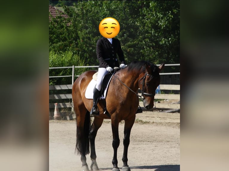 Trakehner Hongre 12 Ans 173 cm Bai in Brnířov / Kdyne