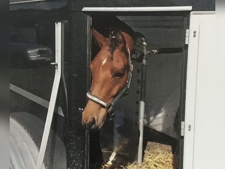 Trakehner Hongre 13 Ans 164 cm Bai in Sankt Johann