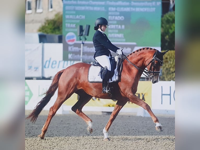 Trakehner Hongre 13 Ans 167 cm Alezan in Lübeck