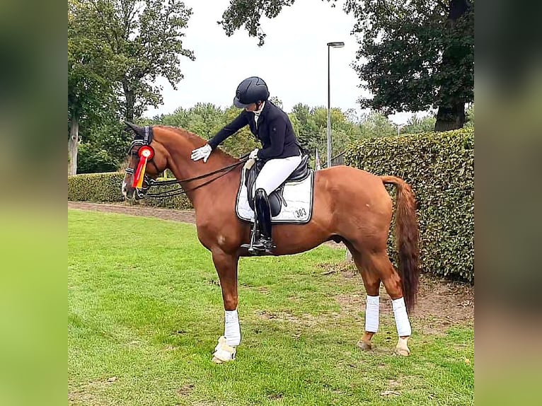Trakehner Hongre 13 Ans 167 cm Alezan in Lübeck