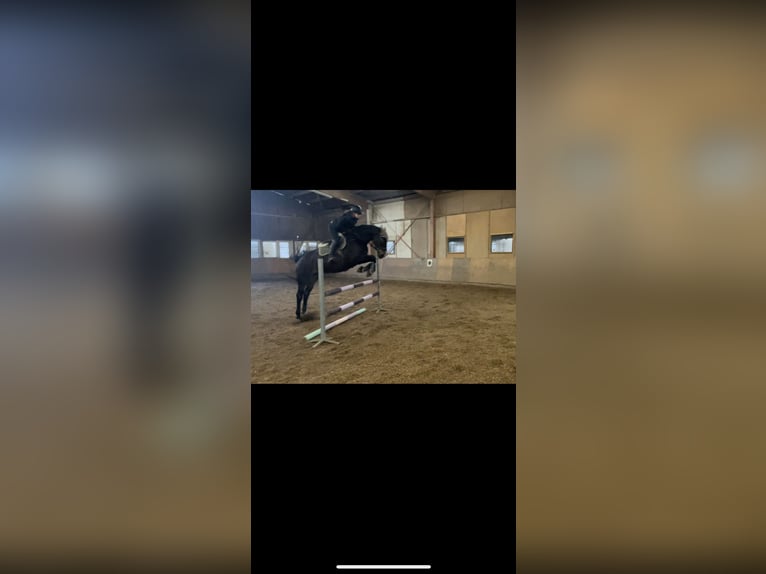 Trakehner Hongre 14 Ans 160 cm Bai in Knittlingen