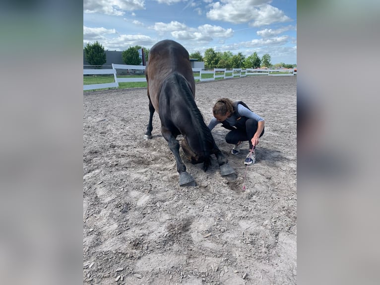 Trakehner Hongre 14 Ans 160 cm Bai in Knittlingen