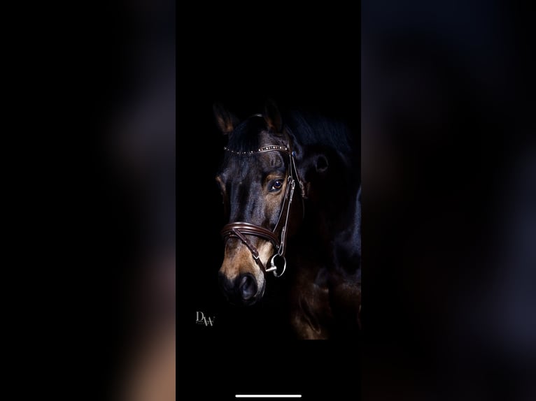 Trakehner Hongre 14 Ans 160 cm Bai in MaulbronN
