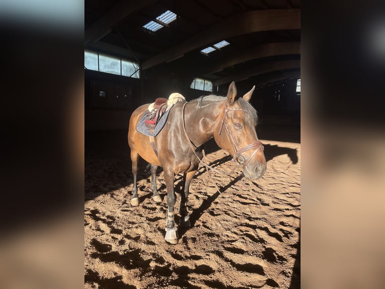 Trakehner Hongre 14 Ans 160 cm Bai in MaulbronN