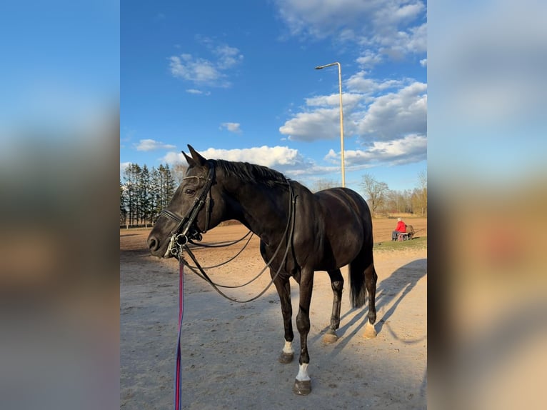 Trakehner Hongre 14 Ans 165 cm Noir in Riga