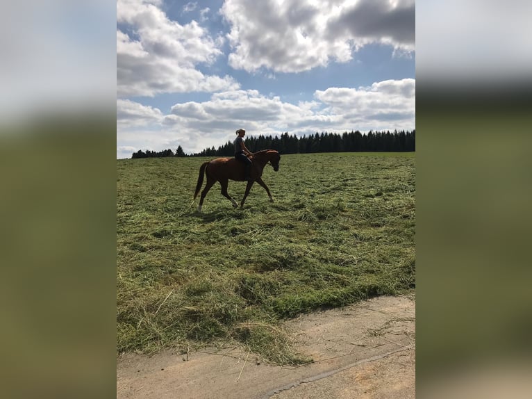 Trakehner Hongre 14 Ans 170 cm Alezan in Bad Dürrheim
