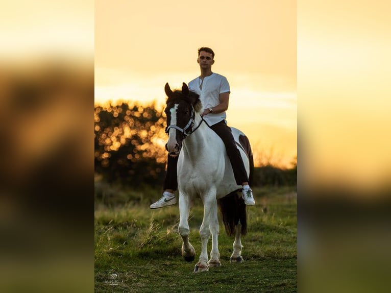 Trakehner Croisé Hongre 15 Ans 170 cm Pinto in Leichlingen