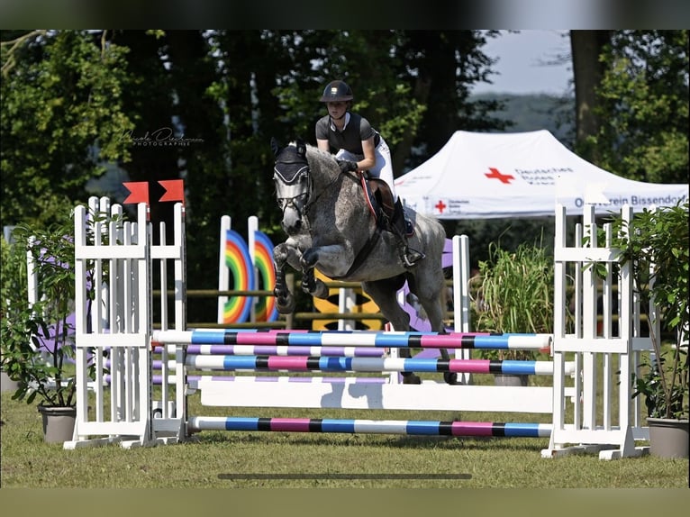 Trakehner Hongre 15 Ans 172 cm Gris moucheté in RödinghausenRödinghausen