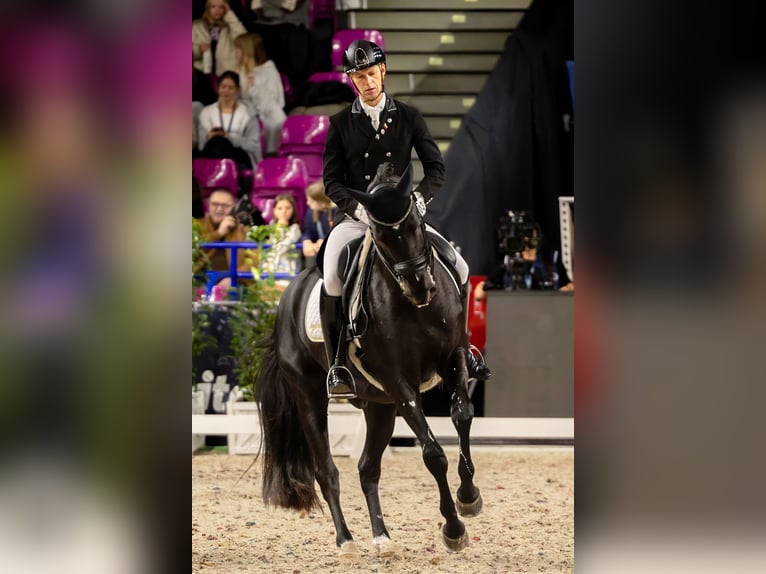 Trakehner Hongre 15 Ans Noir in Grzmiąca, Masovian voivodeship