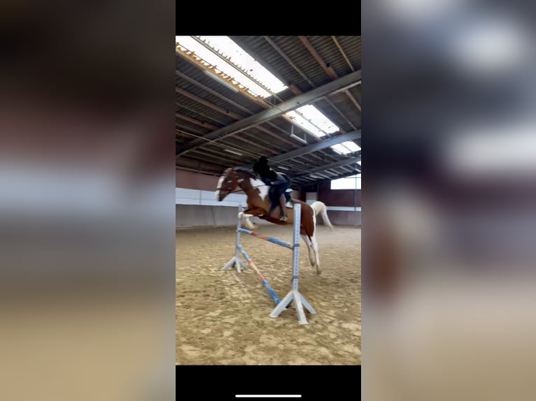 Trakehner Croisé Hongre 16 Ans 158 cm Pinto in Marburg