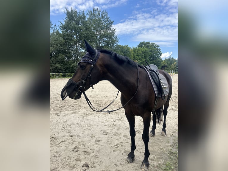 Trakehner Hongre 16 Ans 165 cm Bai brun in Langerwisch