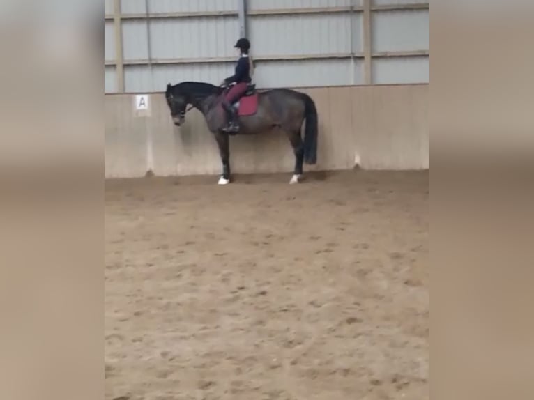 Trakehner Hongre 16 Ans 165 cm Bai in Jevenstedt
