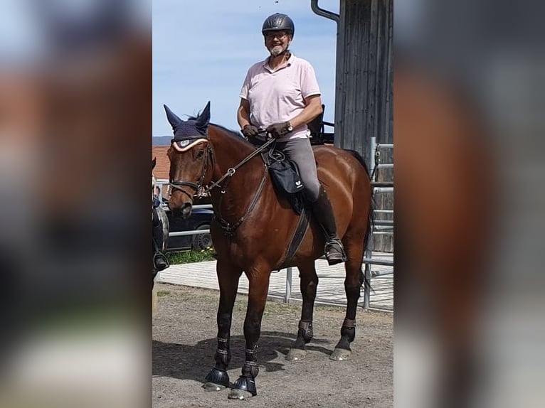 Trakehner Croisé Hongre 16 Ans 185 cm Bai in Frauenau