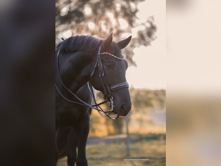 Trakehner Hongre 16 Ans Noir in Konstanz