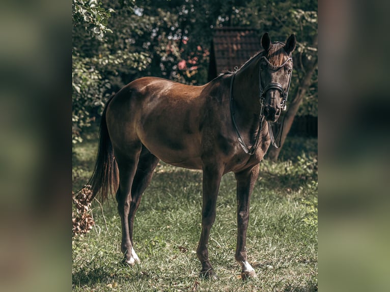 Trakehner Hongre 17 Ans 171 cm Noir in Te&#x161;&#xE1;nky