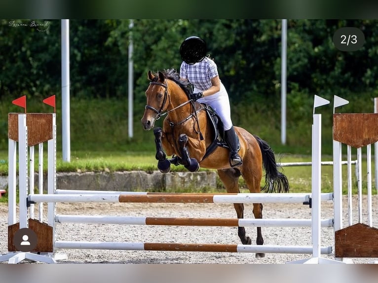 Trakehner Hongre 18 Ans 166 cm Bai in Rydzyna