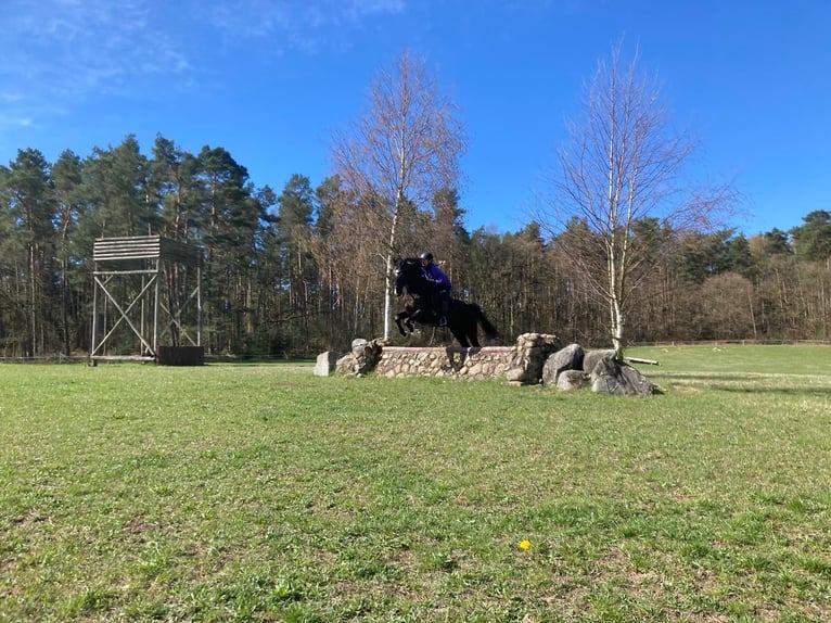 Trakehner Hongre 18 Ans 167 cm Bai brun foncé in Retschow
