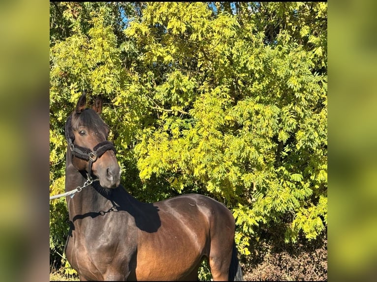 Trakehner Hongre 19 Ans 168 cm Bai brun in Rosdorf