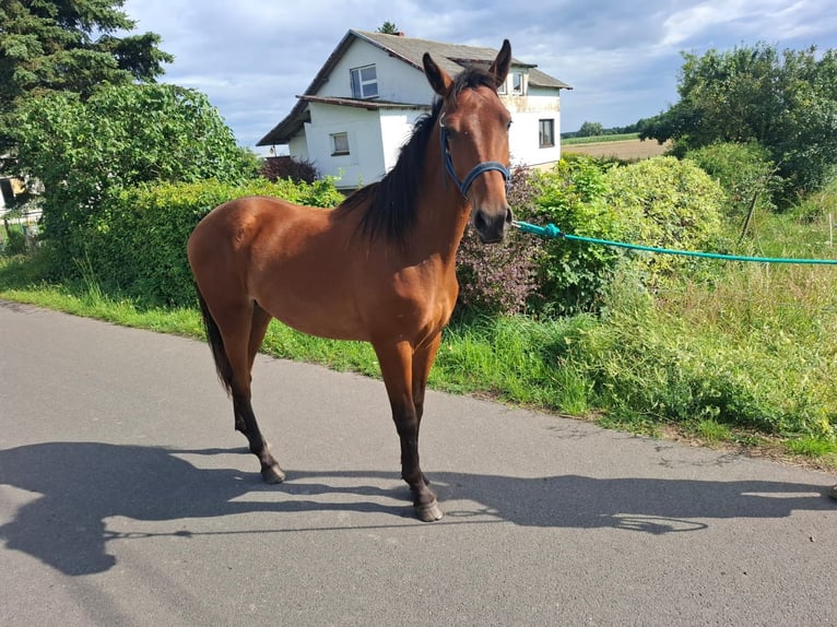 Trakehner Hongre 1 Année 155 cm Bai cerise in Janowo