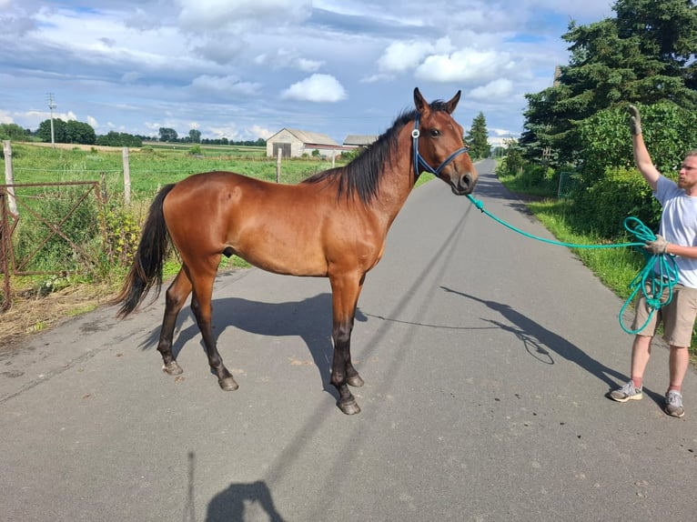 Trakehner Hongre 1 Année 155 cm Bai cerise in Janowo