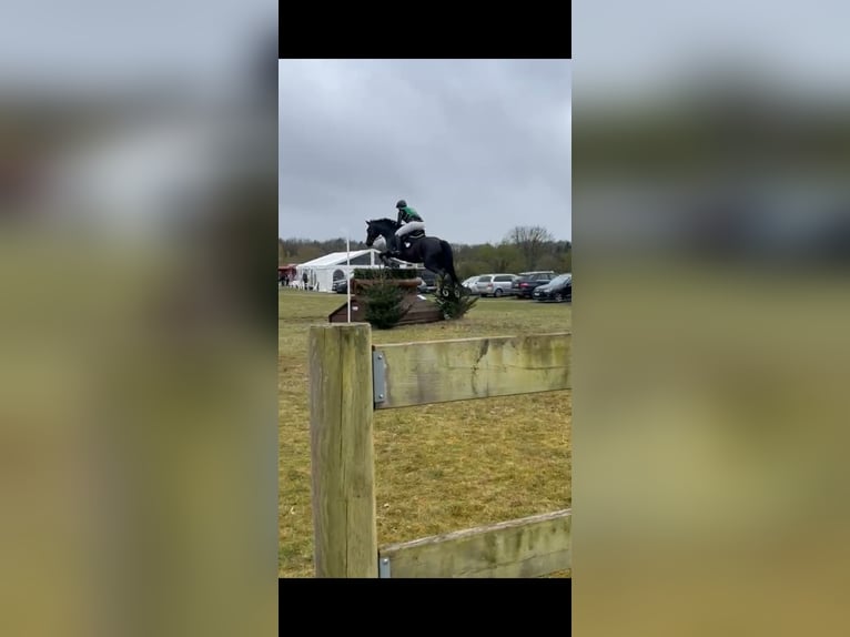 Trakehner Hongre 20 Ans 163 cm Bai brun foncé in Ahrensburg