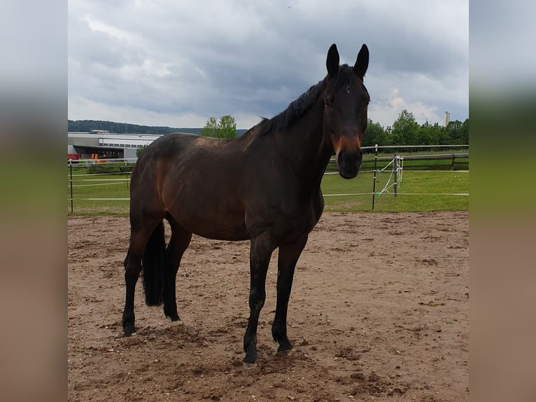 Trakehner Hongre 21 Ans 167 cm Bai in Regenstauf