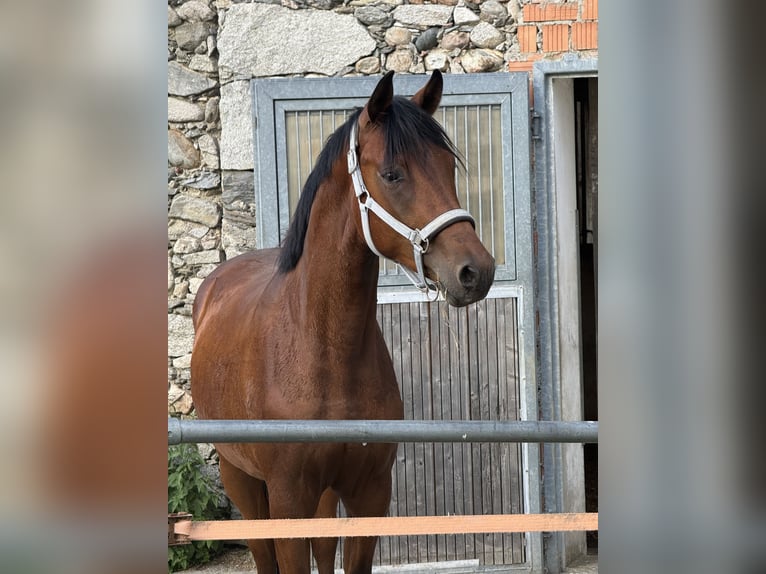 Trakehner Hongre 2 Ans 162 cm Bai in Wasserburg am Inn
