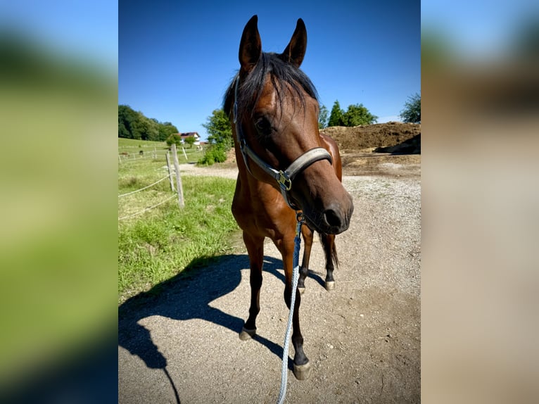 Trakehner Hongre 2 Ans 162 cm Bai in Wasserburg am Inn
