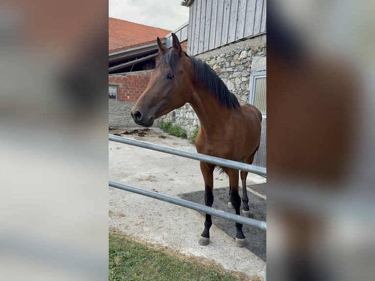 Trakehner Hongre 2 Ans 162 cm Bai in Wasserburg am Inn