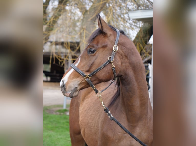 Trakehner Hongre 2 Ans 164 cm Bai in Günzburg