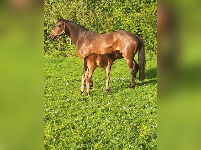 Trakehner Hongre 2 Ans 165 cm Bai in Rollwitz