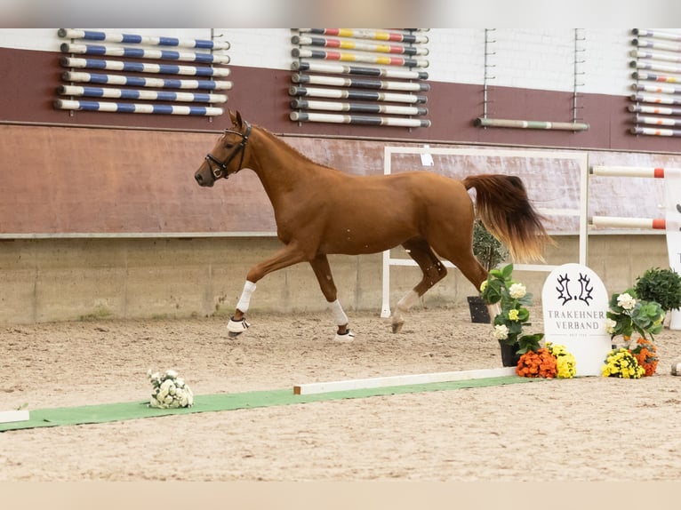Trakehner Hongre 2 Ans 167 cm Alezan in Löbau
